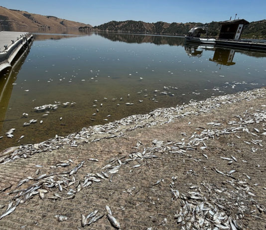 Lake San Antonio reopens after fish die-off event