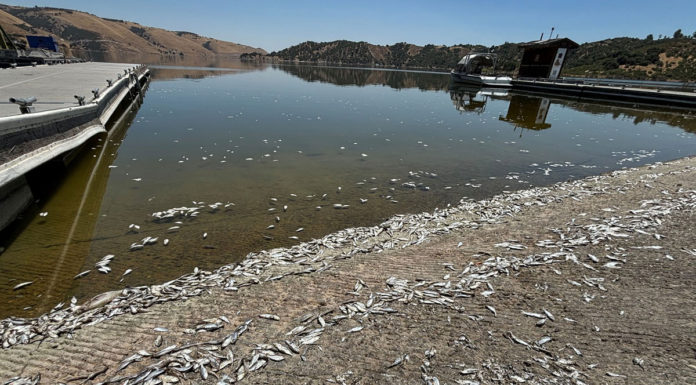 Lake San Antonio reopens after fish die-off event