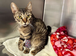 SPCA offers $1K reward for information on cat shooting incident in Soledad