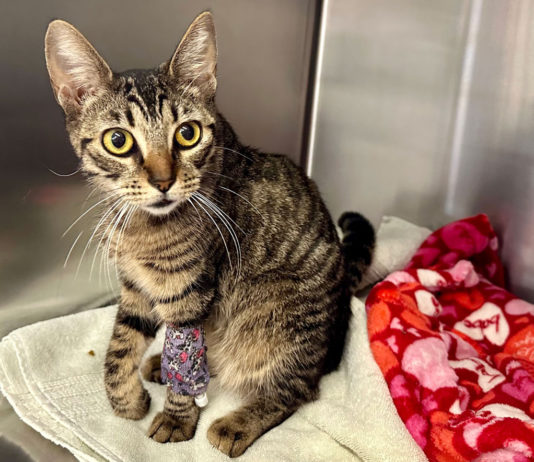 SPCA offers $1K reward for information on cat shooting incident in Soledad