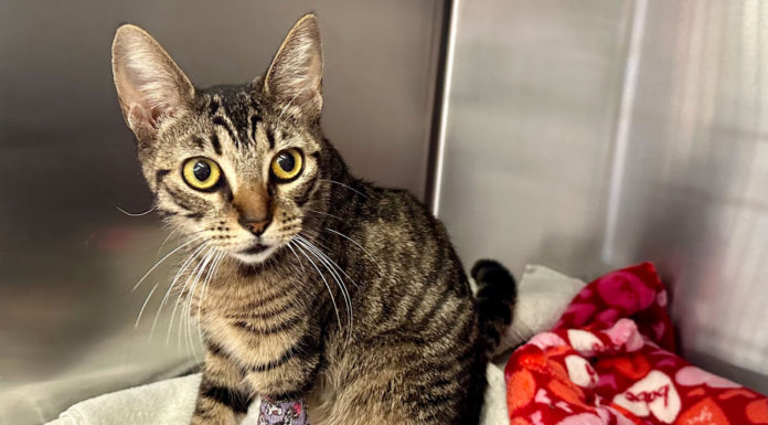 SPCA offers $1K reward for information on cat shooting incident in Soledad