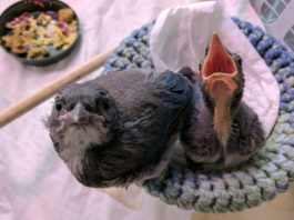 SPCA Monterey County Wildlife Center seeks egg donations to feed growing number of wildlife patients SPCA