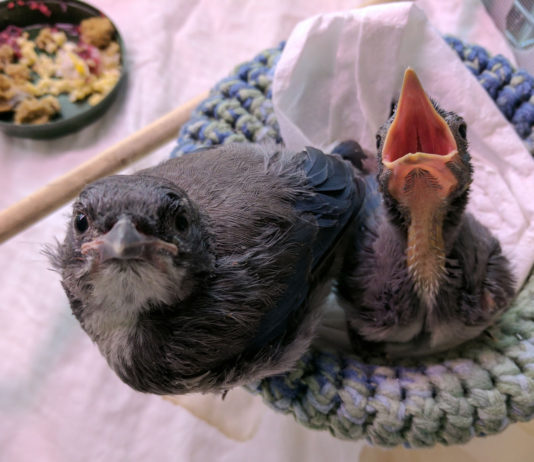 SPCA Monterey County Wildlife Center seeks egg donations to feed growing number of wildlife patients SPCA