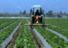 Monterey County crops fall 6.1% in value last year Strawberries crops