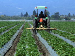Monterey County crops fall 6.1% in value last year Strawberries crops