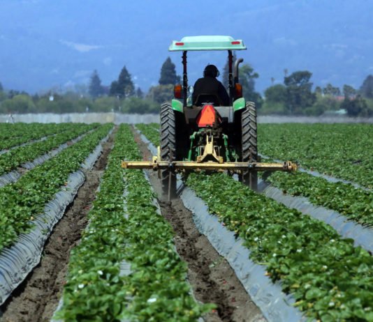Monterey County crops fall 6.1% in value last year Strawberries crops