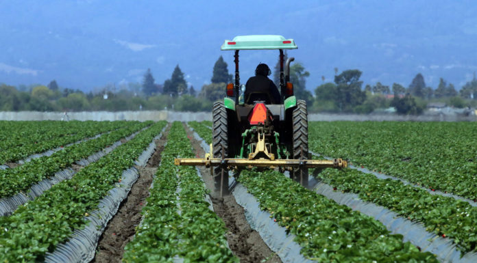 Monterey County crops fall 6.1% in value last year Strawberries crops