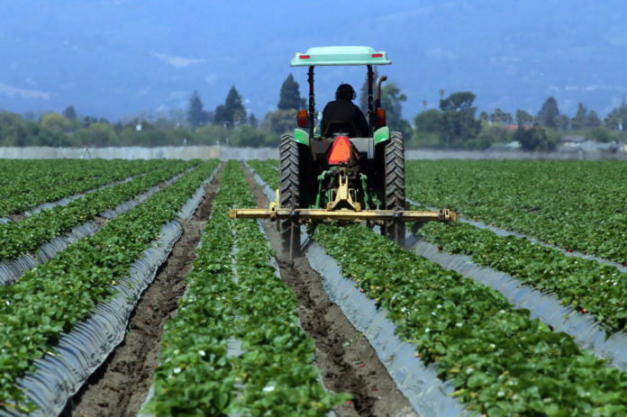 Strawberries crops