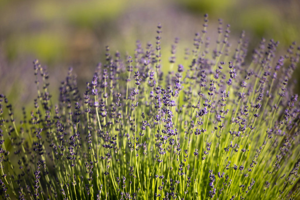 Lavender Creek