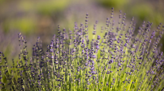 Lavender Creek expands wellness experience into community workshop series Lavender Creek