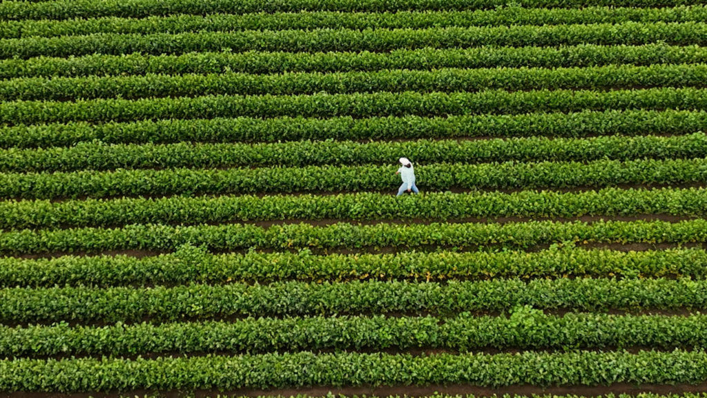 Image for display with article titled Salinas Valley Nonprofit Farm Featured in National Agriculture Series