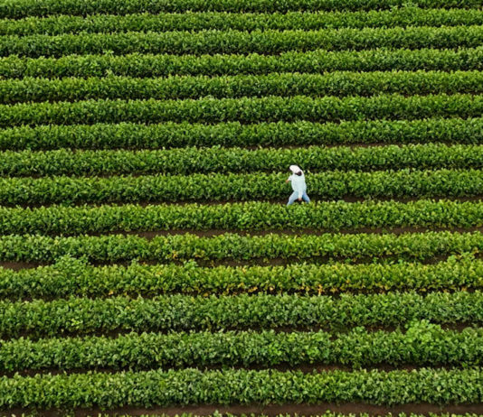 Salinas Valley nonprofit farm featured in national agriculture series