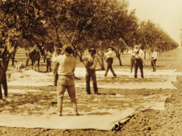 From Gold Rush to global leader: New book explores Californiaās agricultural history California Agriculture