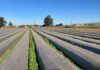 Organic Farming Research Foundation hosts congressional organic field day