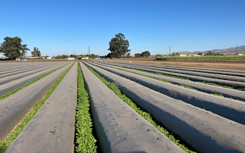 Image for display with article titled Organic Farming Research Foundation Hosts Congressional Organic Field Day