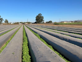 Organic Farming Research Foundation hosts congressional organic field day
