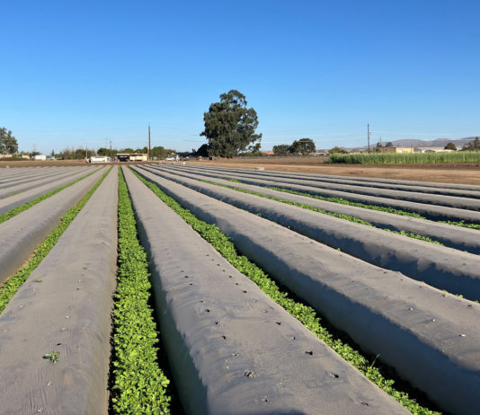 Organic Farming Research Foundation hosts congressional organic field day