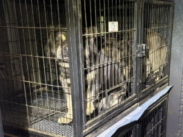 SPCA seeks information about man impersonating as veterinarian in Monterey County