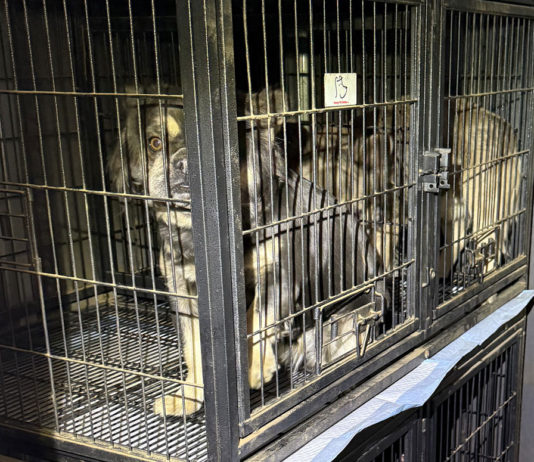 SPCA seeks information about man impersonating as veterinarian in Monterey County