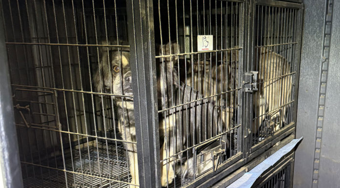 SPCA seeks information about man impersonating as veterinarian in Monterey County