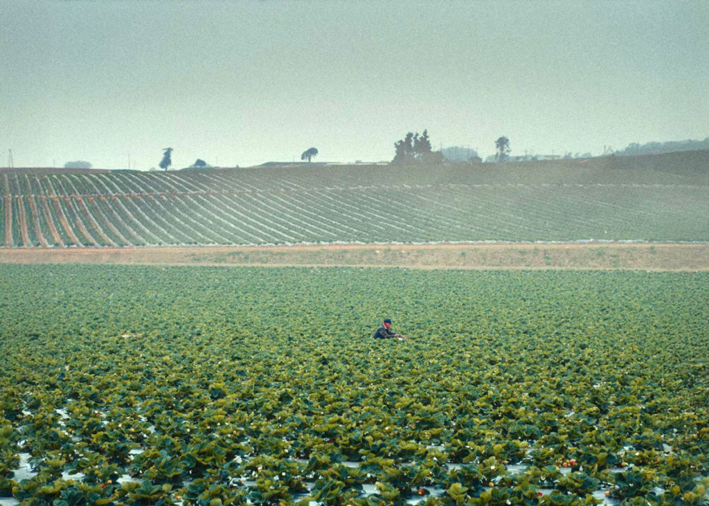 Image for display with article titled Documentary Short Film Shines Light on Salinas Valley