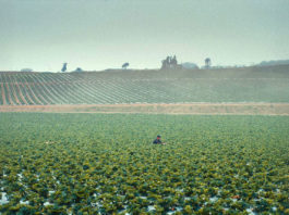 Documentary short film shines light on Salinas Valley