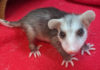 SPCA Monterey County seeks help saving opossum babies this spring