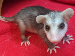 SPCA Monterey County seeks help saving opossum babies this spring