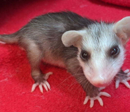 SPCA Monterey County seeks help saving opossum babies this spring