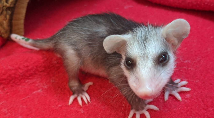 SPCA Monterey County seeks help saving opossum babies this spring