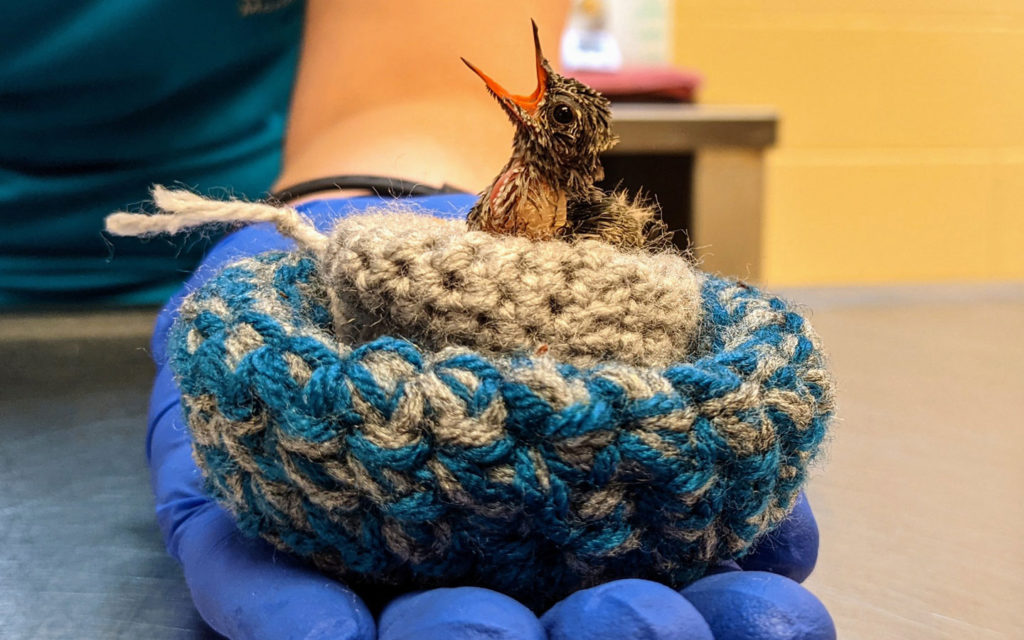 Image for display with article titled SPCA Monterey County Caring for Jelly Bean-Sized Rescued Baby Hummingbirds