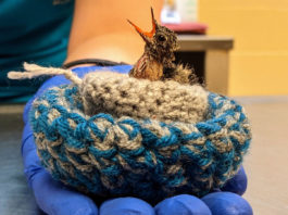 SPCA Monterey County caring for jelly bean-sized rescued baby hummingbirds