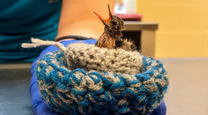 SPCA Monterey County caring for jelly bean-sized rescued baby hummingbirds