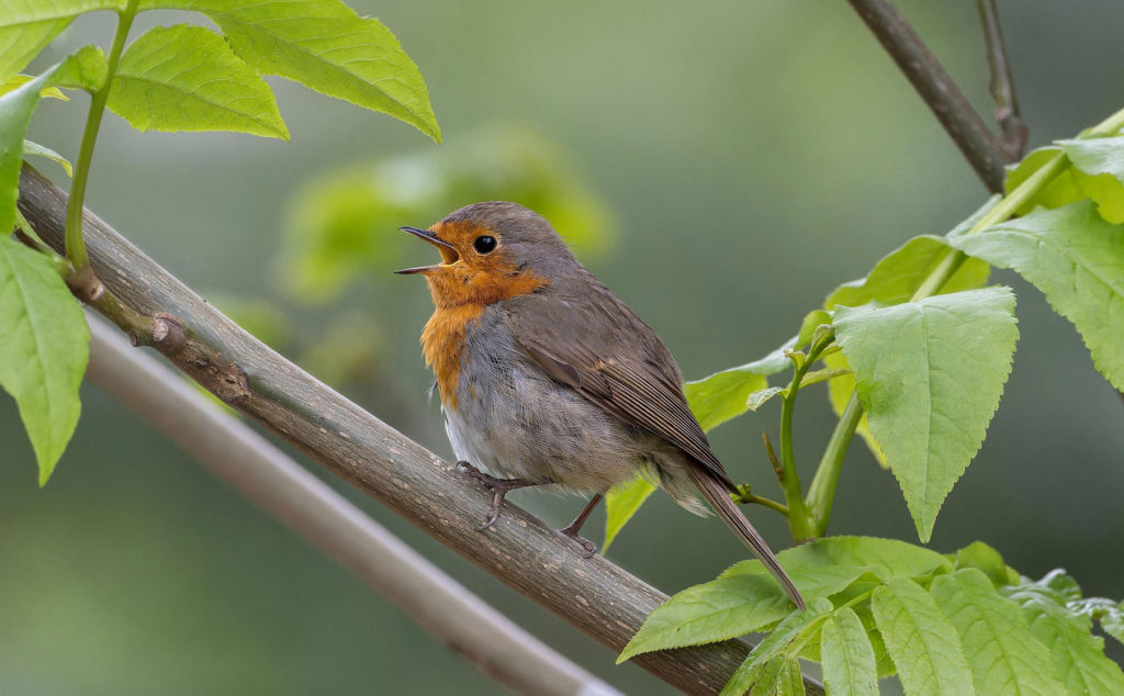 Image for display with article titled Monterey Audubon Society Announces Annual Scholarship Essay Contest
