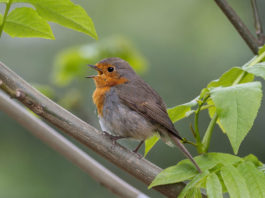 Monterey Audubon Society announces annual Scholarship Essay Contest