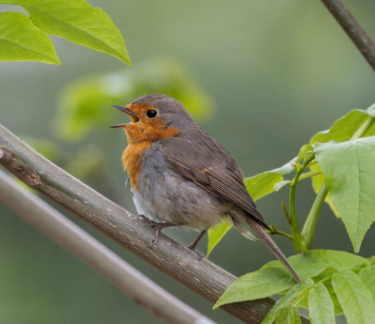 Monterey Audubon Society announces annual Scholarship Essay Contest