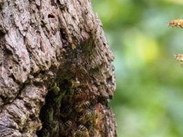 Scheid Family Wines achieves Bee Friendly Farming Certification