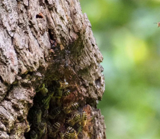 Scheid Family Wines achieves Bee Friendly Farming Certification