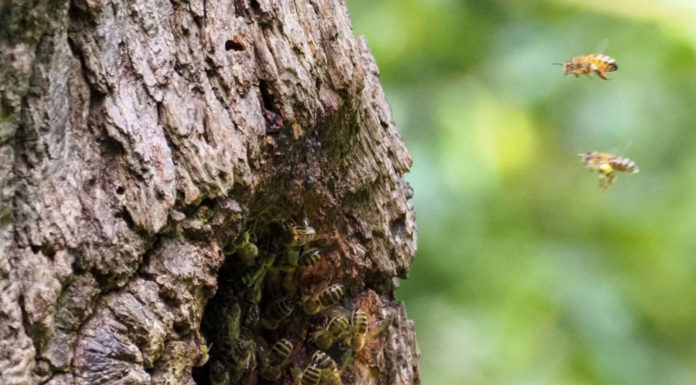 Scheid Family Wines achieves Bee Friendly Farming Certification