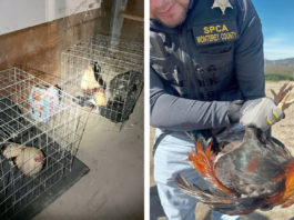 Police discover illegal cockfighting operation outside Greenfield