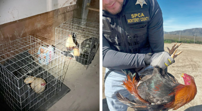 Police discover illegal cockfighting operation outside Greenfield