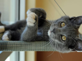 SPCA mobile clinics offer vital care for cats in South Monterey County