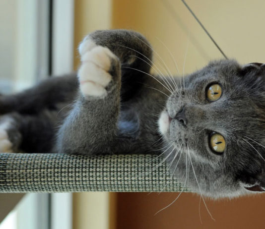 SPCA mobile clinics offer vital care for cats in South Monterey County