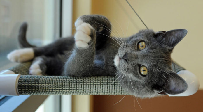 SPCA mobile clinics offer vital care for cats in South Monterey County