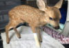SPCA Monterey County issues guidance on interactions with fawns