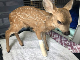SPCA Monterey County issues guidance on interactions with fawns