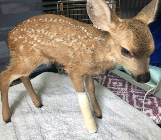 SPCA Monterey County issues guidance on interactions with fawns