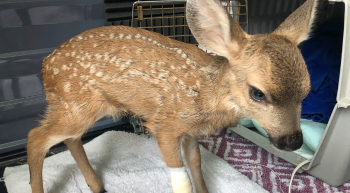 SPCA Monterey County issues guidance on interactions with fawns