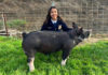 Gonzales High junior raises Heritage hog for 2025 Salinas Valley Fair