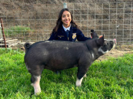 Gonzales High junior raises Heritage hog for 2025 Salinas Valley Fair